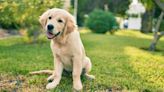 Golden Retriever Puppy's Reaction to Watching 'Up' for the First Time Couldn't Be Better