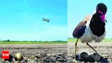 Lapwing checks in at Chennai airport, breeds amidst noisy wings - Times of India