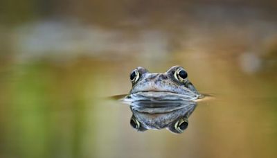 In Andhra Pradesh's Velerupadu, Rare Dotted Frog Found Amid Heavy Rains - News18