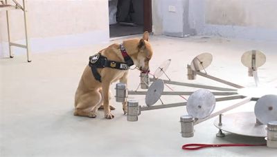 警犬也MIT！高砂犬Jaguar完成訓練 滿2歲即可上工