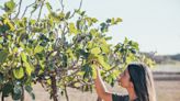 La obsesión de una pastelera por la higuera más famosa de Formentera