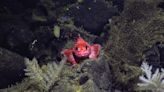 New deep-sea droids probe the northeast Pacific for clues to climate-change impact