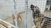 El albergue de animales de Langreo dedica el verano a mejorar la salud mental de los perros