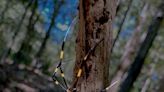 Are giant, flying Joro spiders in Florida? Here's where they're headed on their US invasion