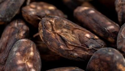 Cocoa Plunges Most Ever With Trader Exodus Sparking Huge Moves