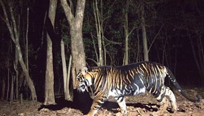 Odisha to set up world’s first black tiger safari by end of this year: PCCF