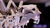 Want to own a dinosaur? 150 million-year-old fossil heading to auction