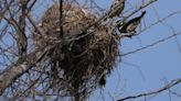 Asian pied starling adds one more waterbody to its Chennai address list