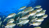 Aquarium of the Pacific Shows Animal Reactions to Recent Earthquake and It’s Fascinating