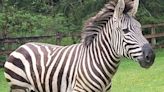 As WA zebra search continues, officials ask people to stop crowding area