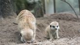 台北動物園6/29重新開放！多種動物寶寶成長中 可愛畫面曝光