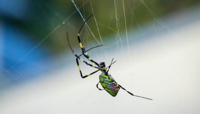 Giant "flying" Joro spider sighting confirmed in Pennsylvania