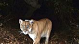 Mountain lion spotted in Rohnert Park