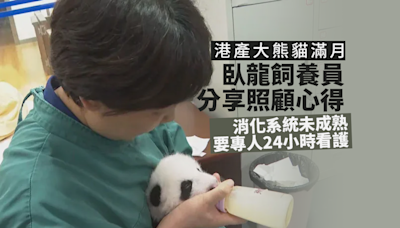 港產大熊貓滿月 臥龍飼養員分享照顧心得 消化系統未成熟要專人24小時看護