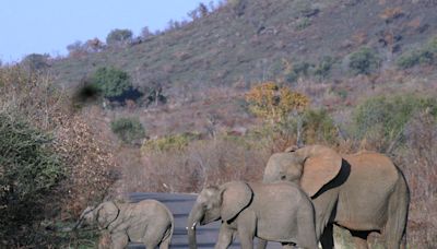 Elephants trample a Spanish tourist to death in South Africa. He left a car to take photos