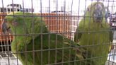 Woman attempts to smuggle birds through U.S.-Mexico Border: CBP