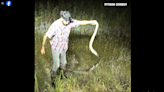 Video shows invasive python fight back after hunter grabs its tail in Florida swamp