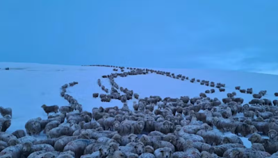 Patagônia argentina enfrenta inverno rigoroso e animais ficam congelados