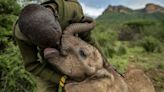 Reteti Elephant Sanctuary | Rewilding in Kenya