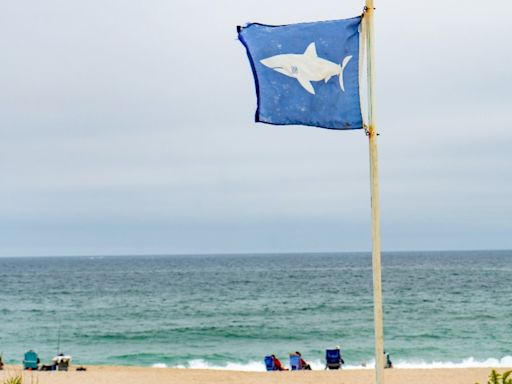 Experts Issue Shark Warning for Popular U.S. Beach Ahead of Memorial Day