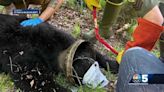 Bear freed weeks after getting its head stuck in a tight squeeze