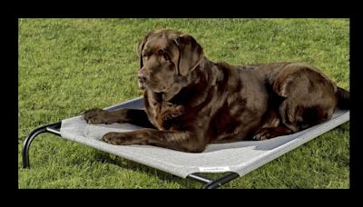 The 8 Best Dog Beds For Chewers That Are Strong And Comfortable