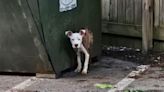 Police looking for man who tied 'emaciated' dog to dumpster in Lancaster Co.