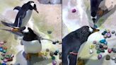 Los pingüinos del Zoológico de Detroit y su adorable ritual de apareamiento, ¿por qué se regalan piedras de colores?