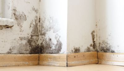 Fears over rise of dangerous 'summer mould' in homes & £1 way to tackle it