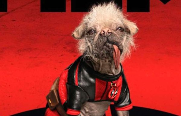 Who is Dogpool? How Deadpool & Wolverine's Peggy went from being 'Britain's ugliest dog' to online sensation