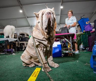 Why the Westminster Dog Show Made Me Appreciate Mutts