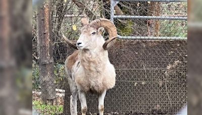 Man Gets Prison Sentence for Cloning Giant Sheep