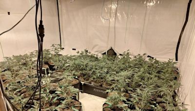 Police discover cannabis factory at March property