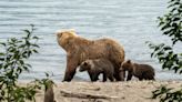 Alaskans can keep bears wild with electric fencing