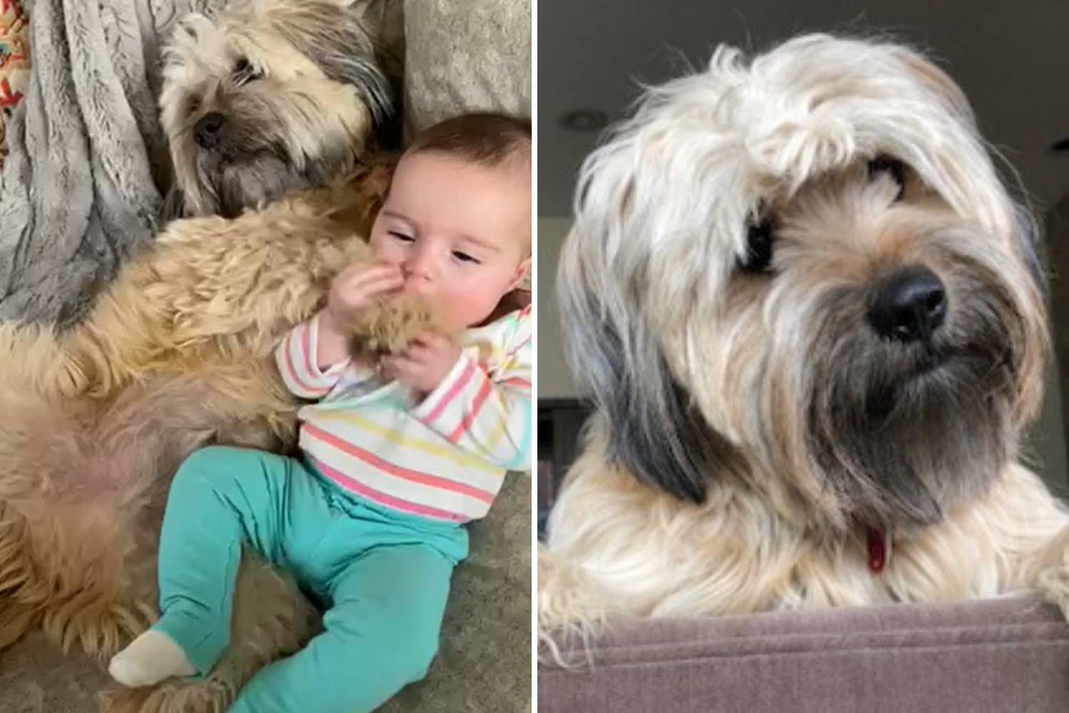 Dog spotted snuggling with owner's grandbaby in adorable video