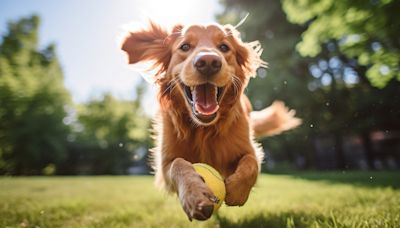How to keep your pets cool and healthy during the summer