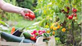 Enter your ZIP code and this free tool tells you when to plant each veggie