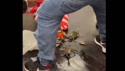 Chaos in metro after live crabs fall out of woman's bag. Watch viral video