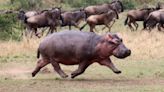 Airborne hippos? Giant water dwellers fly briefly at full speed