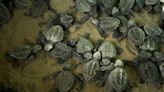 Vulnerable sea turtle population sets record for most eggs laid in a year: ‘There is no alternative [to] public awareness’