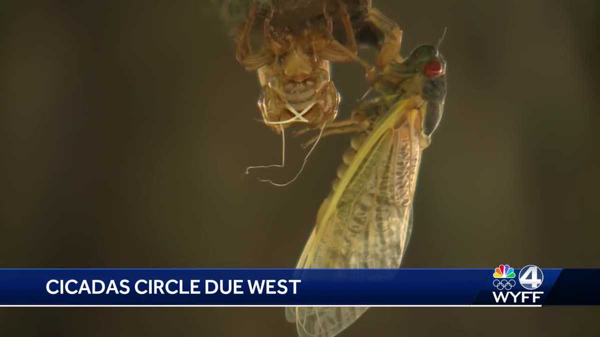 Cicadas invade Abbeville area and people have very different reactions