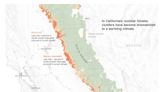 Mapear los bosques ‘zombis’ de California