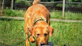 Conservation group sniffs out detector dog to save red-listed seabirds on Rathlin Island