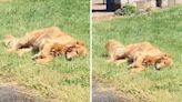 Watch as golden retriever refuses to leave grandma's house "every time"