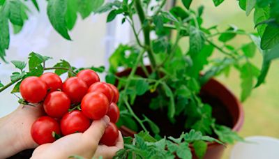 專家分享施肥秘方 可讓番茄果實長得更好