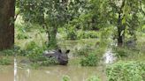 Assam floods: Kaziranga submerged; 8 animals killed, 44 rescued