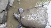 Giant Softshell Turtle Facing Extinction After Last Known Female Dies