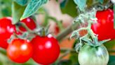 How often should you water your tomatoes? Here are 5 tomato growing, care tips