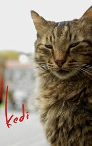 Kedi (2016 film)