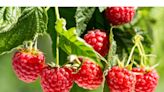 Thinning raspberry canes will help keep plants healthy, growing